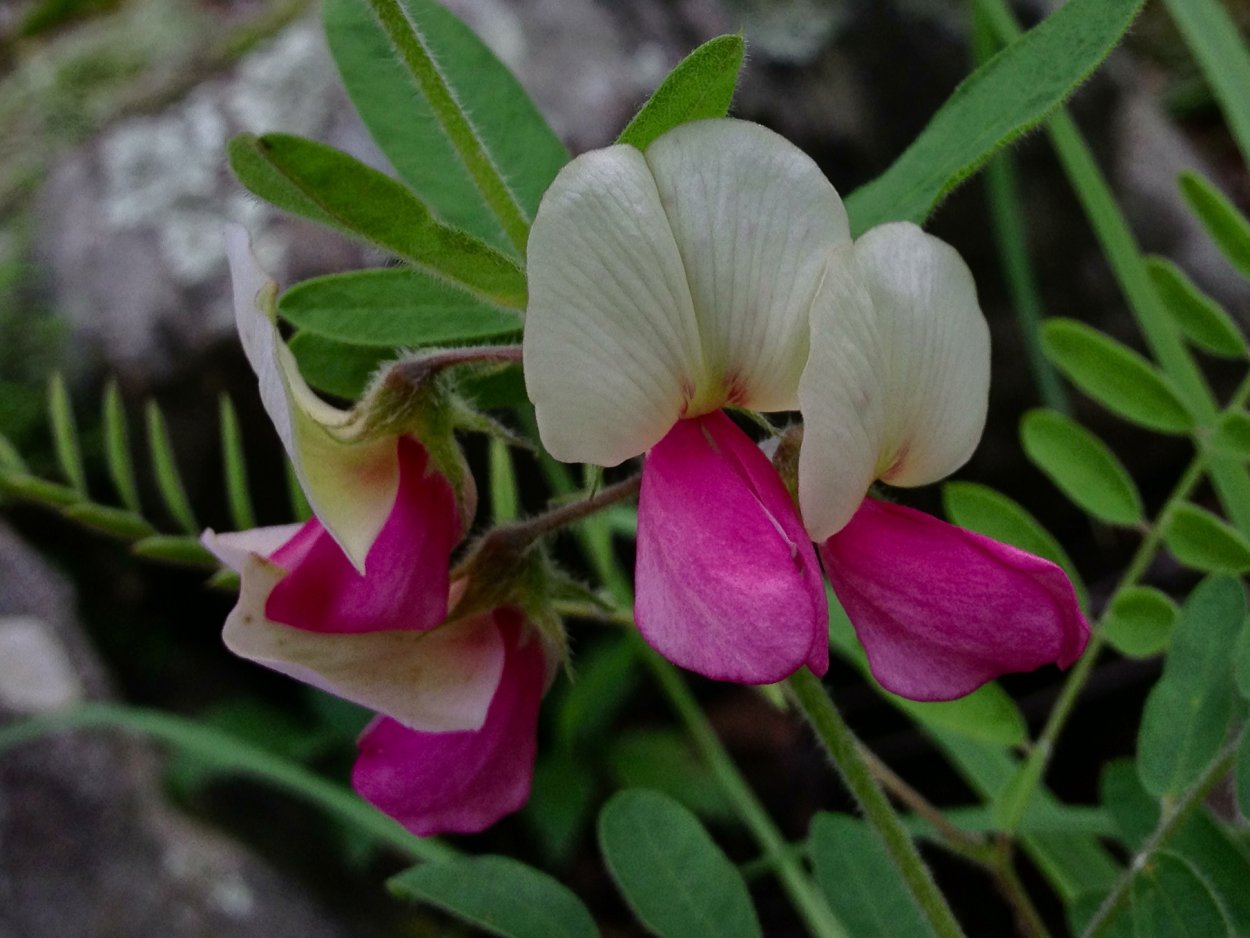Индийского растения Tephrosia purpurea