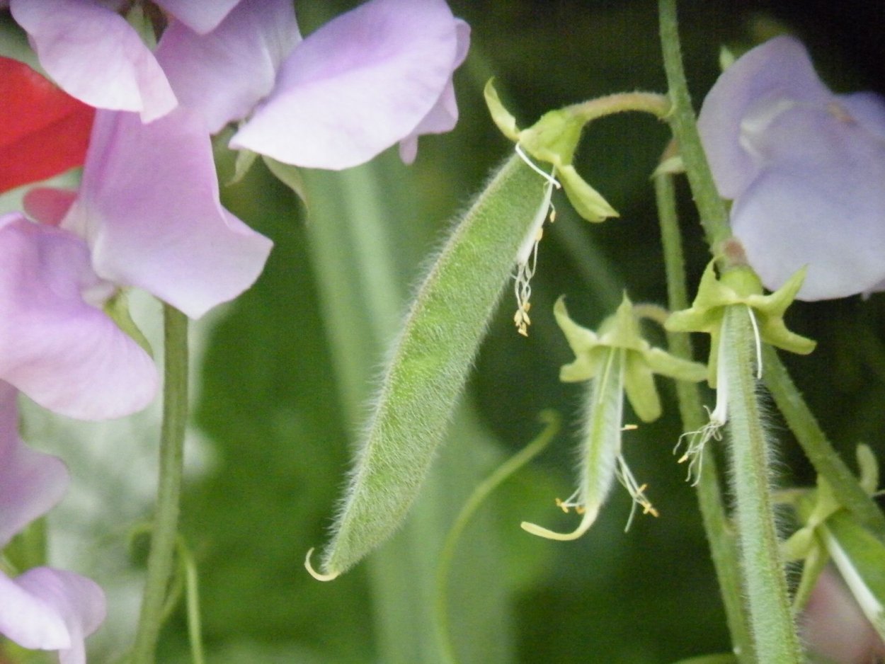 Горошек мышиный (Vicia cracca)