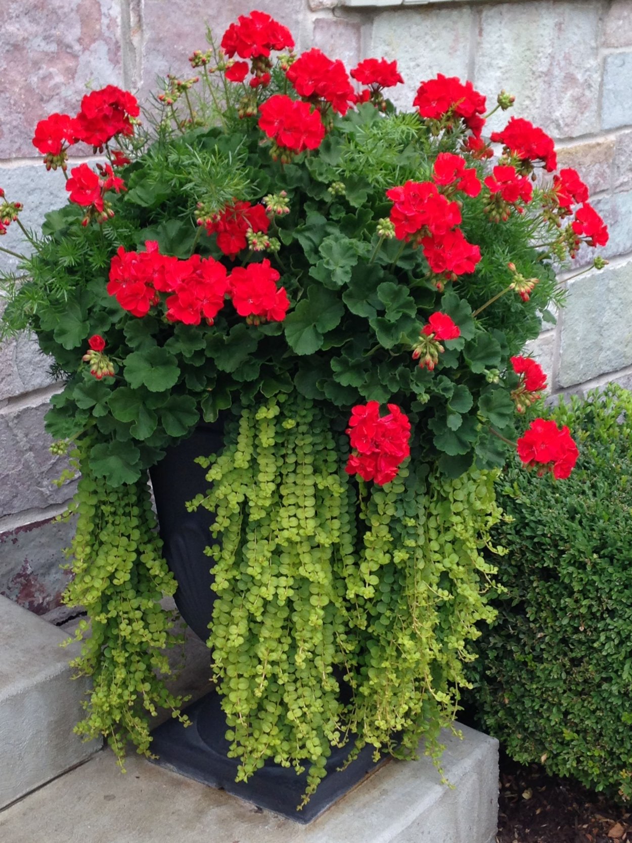 Фуксия ампельная