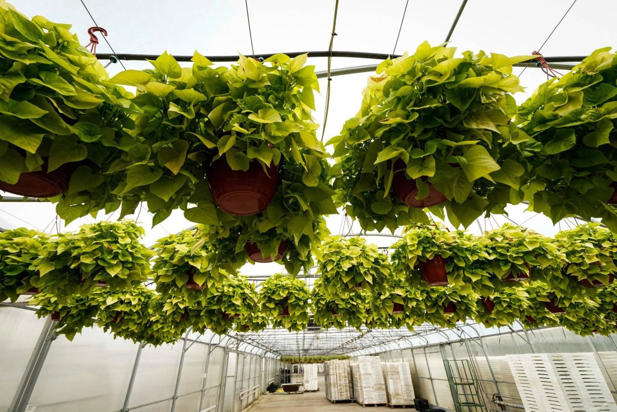 Настурция для вертикального озеленения