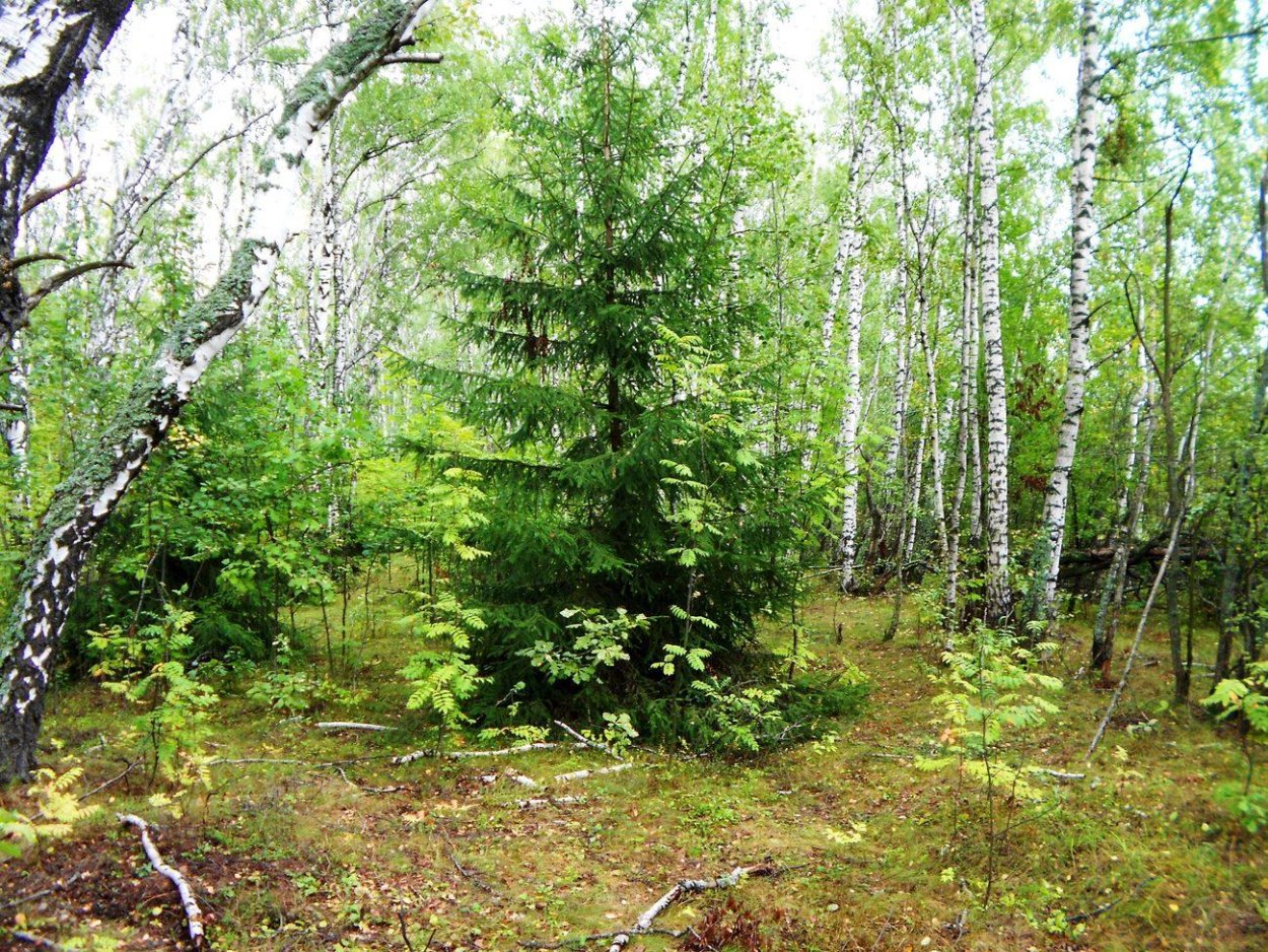 Сосна описание дерева