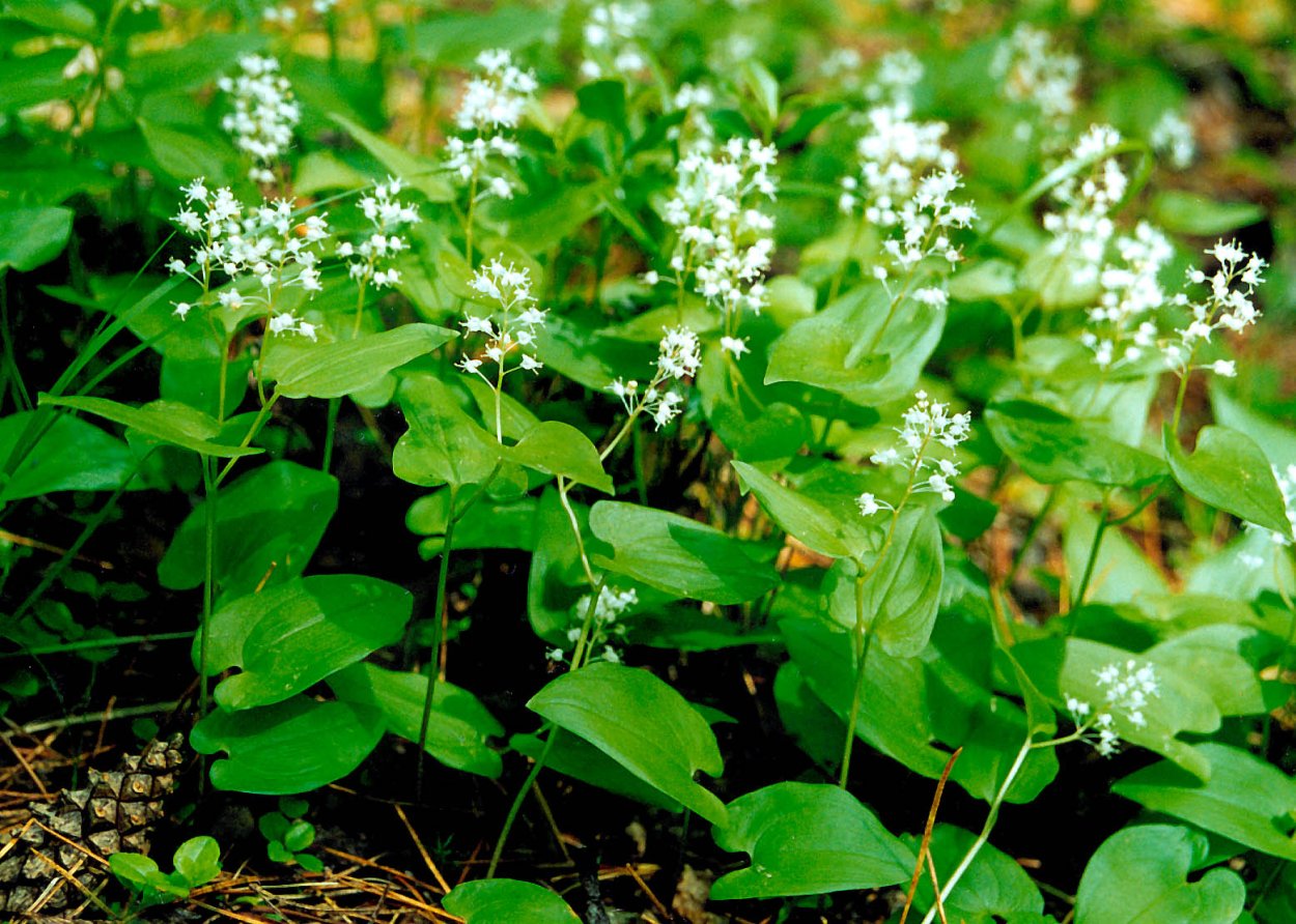 Тимофеевка колокольчик тысячелистник