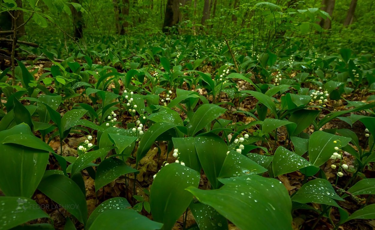 Дикорастущие растения в лесу