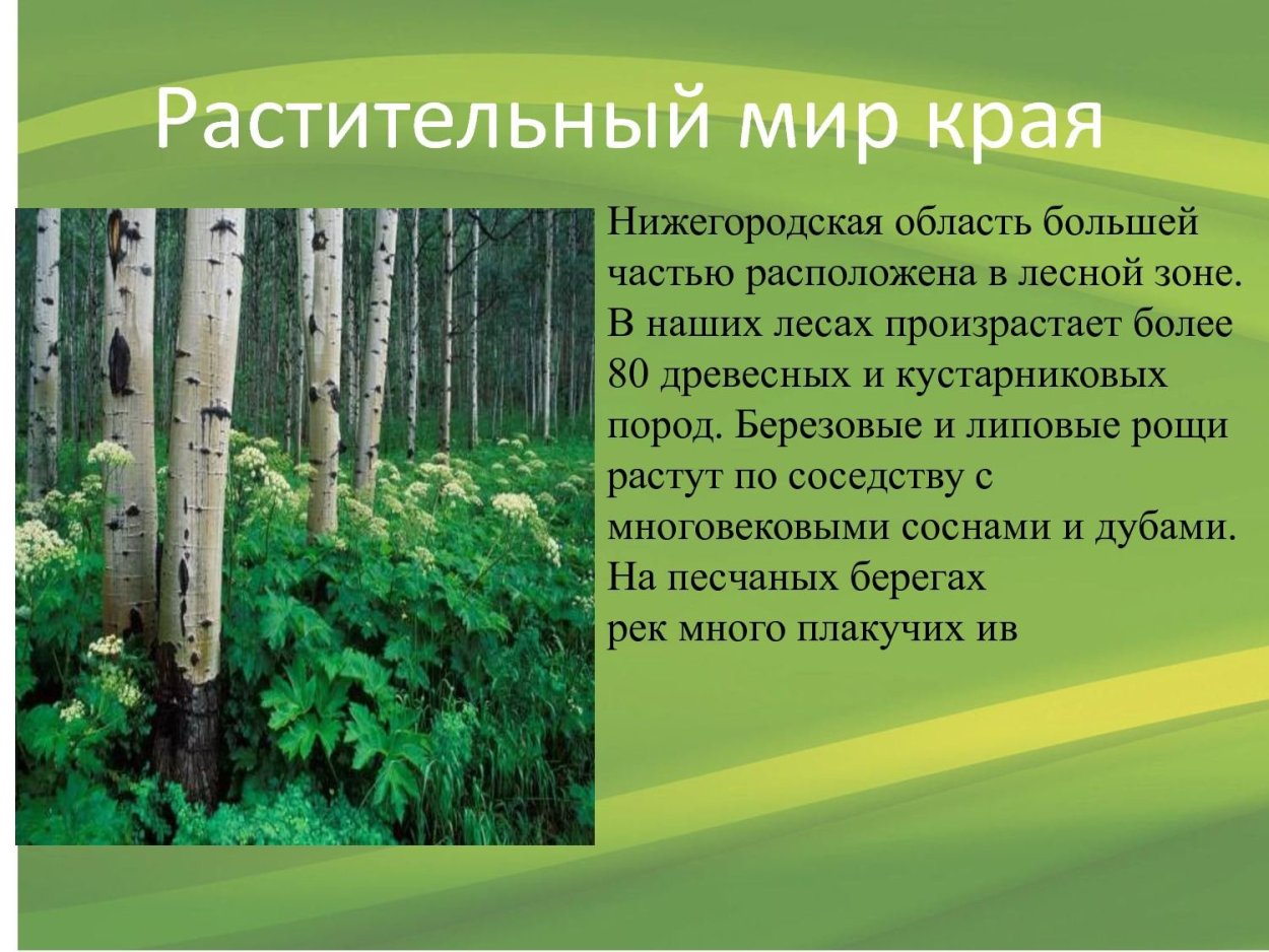 Медуница Южный Урал