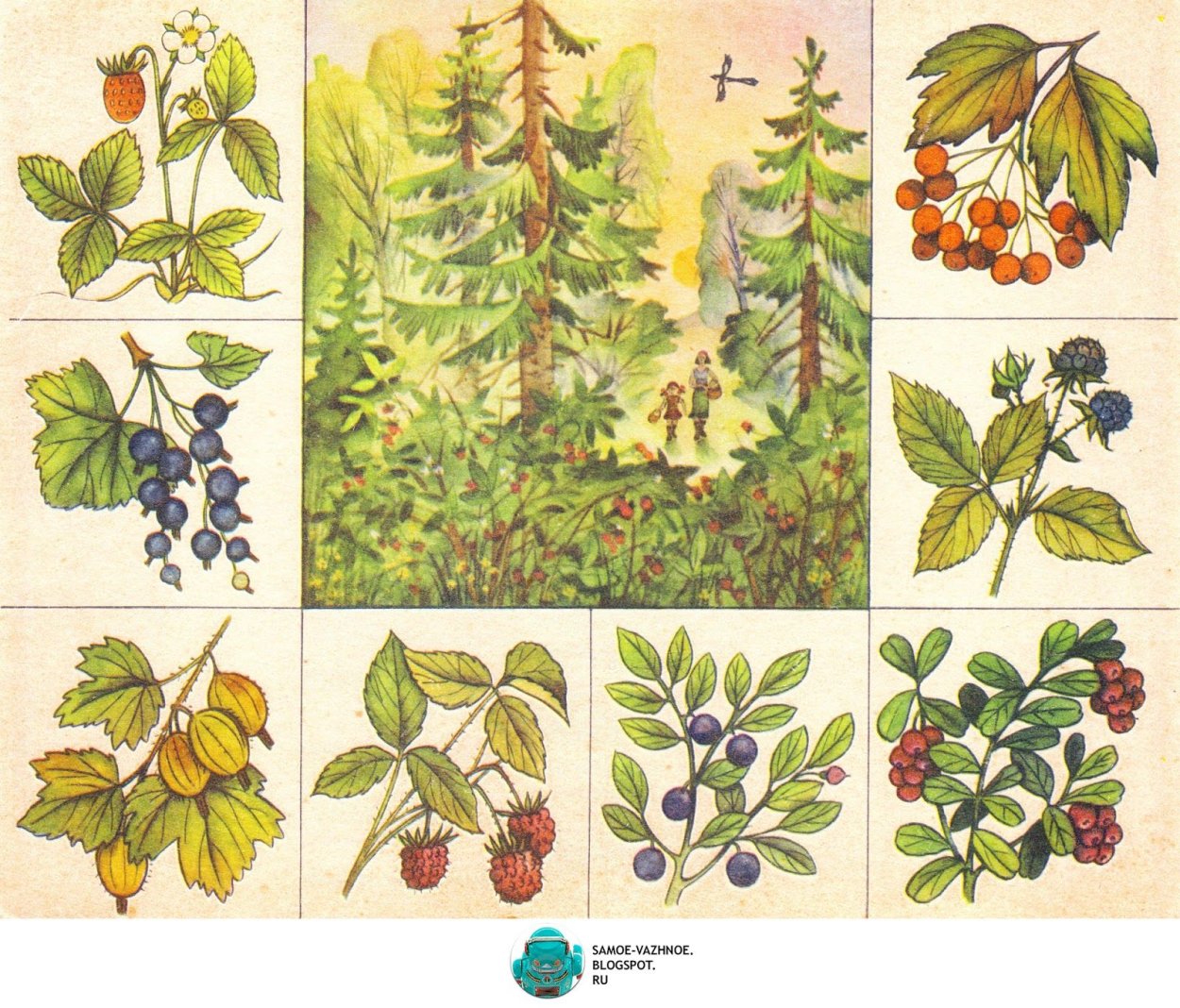 Лекарственные травы с названиями