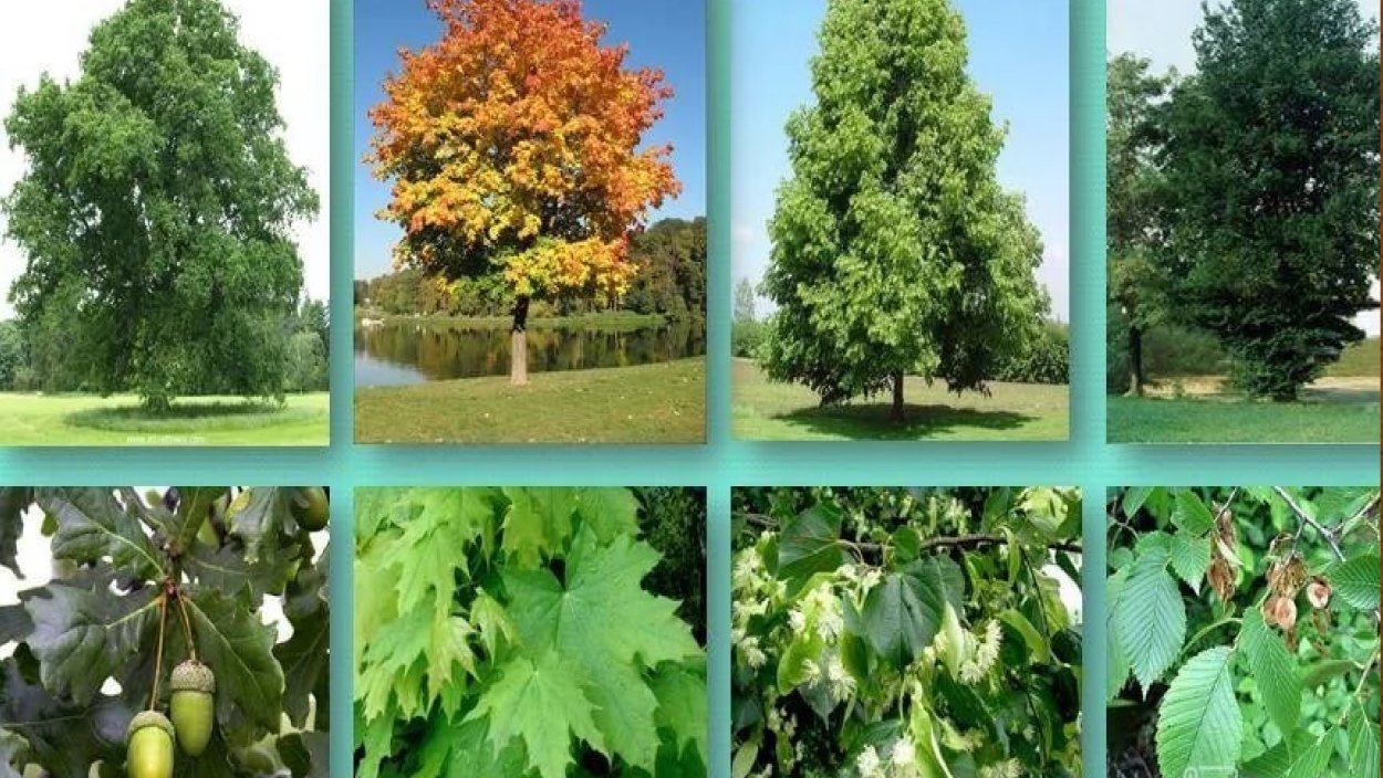 Кустарники смешанного леса