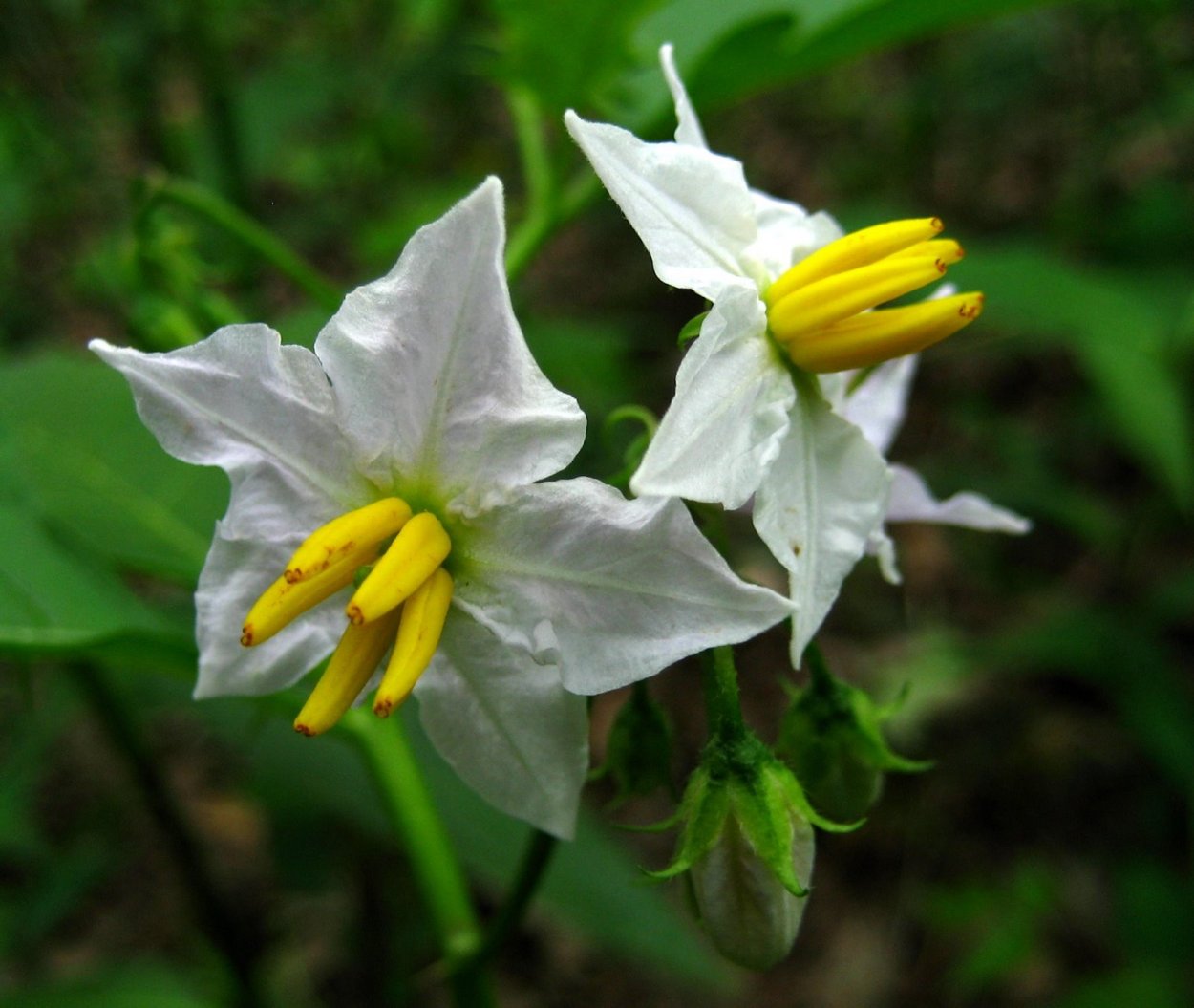 Физалис Грибовский