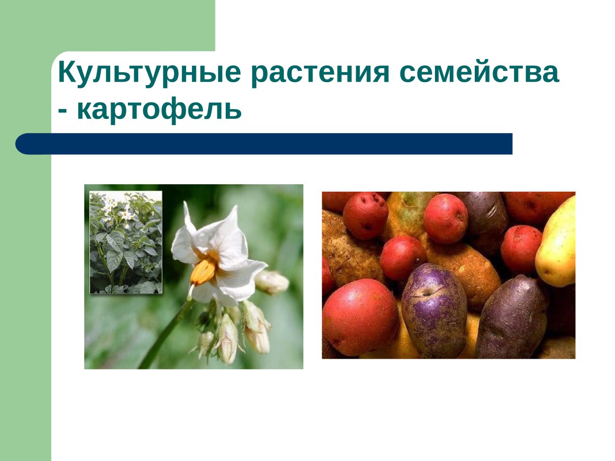 Пасленовые двудольные