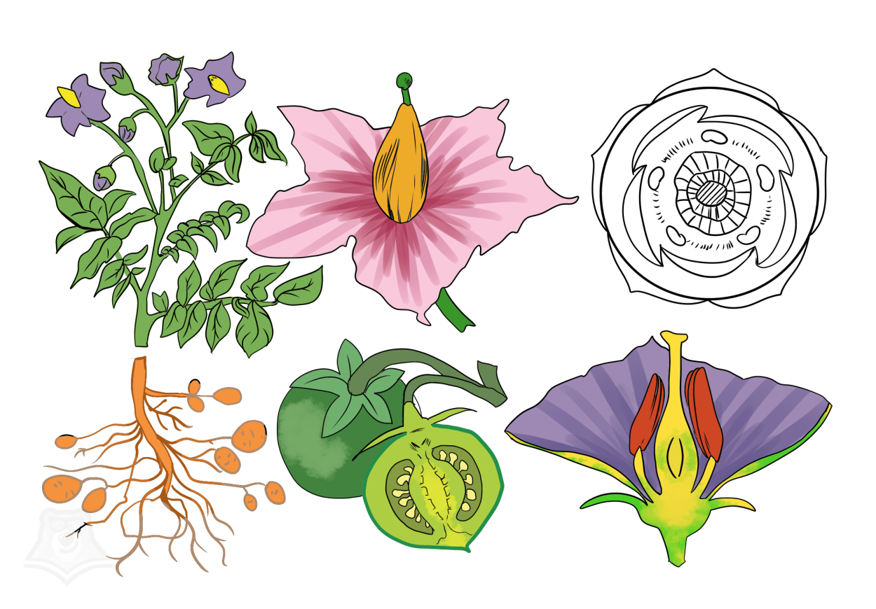 Physalis alkekengi физалис обыкновенный