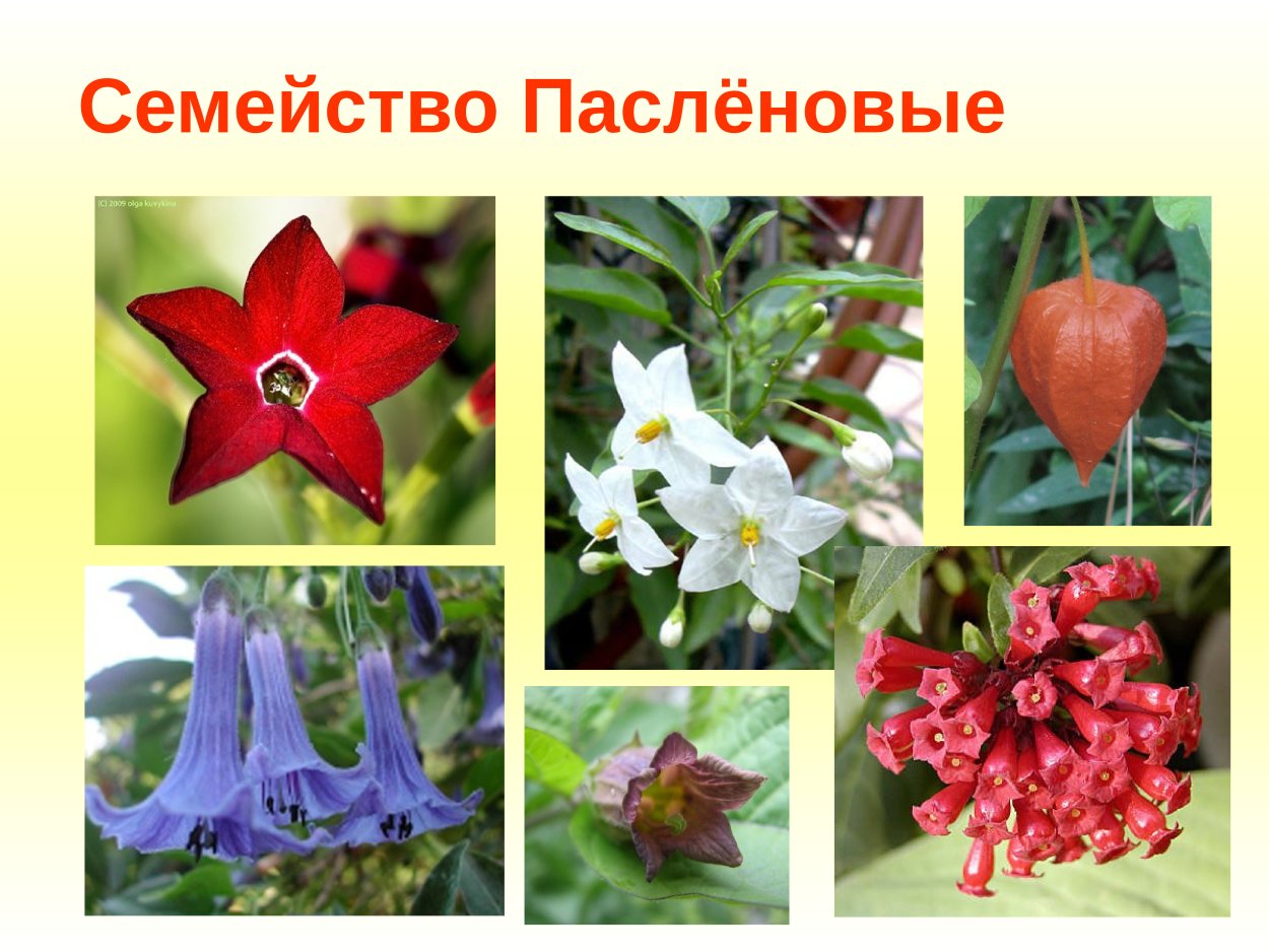 Семейство Пасленовые