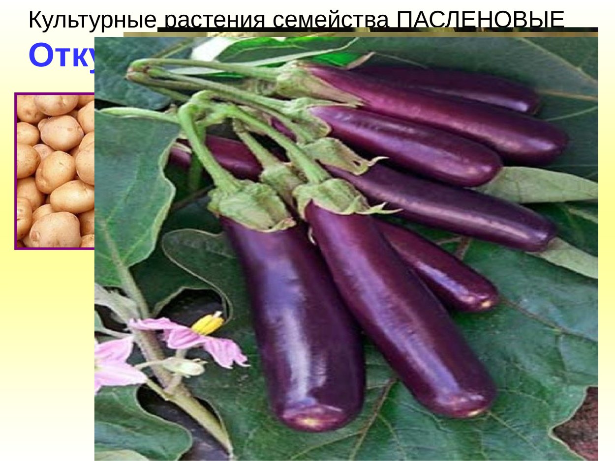 Паслен темноплодный