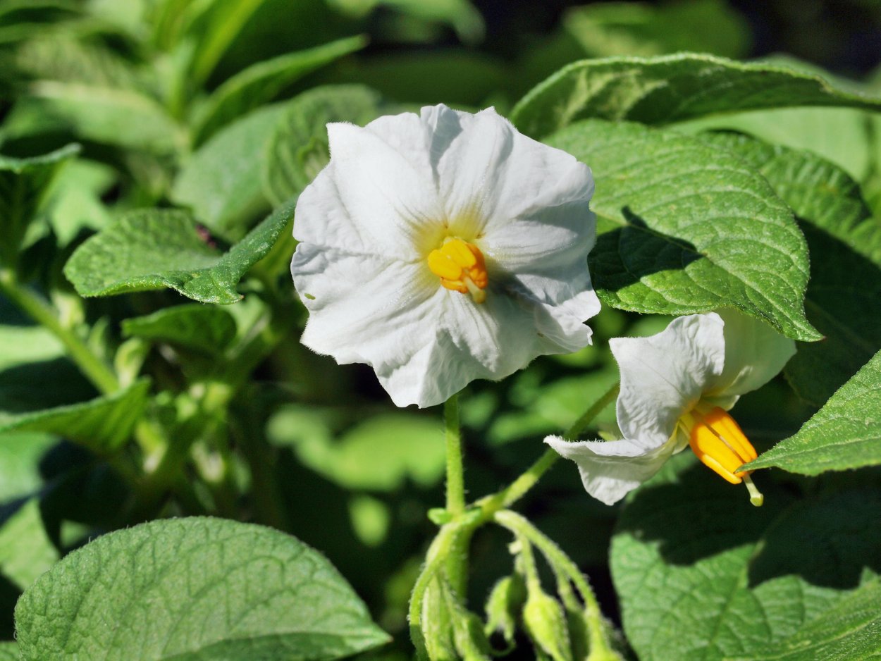 Сараха ягода