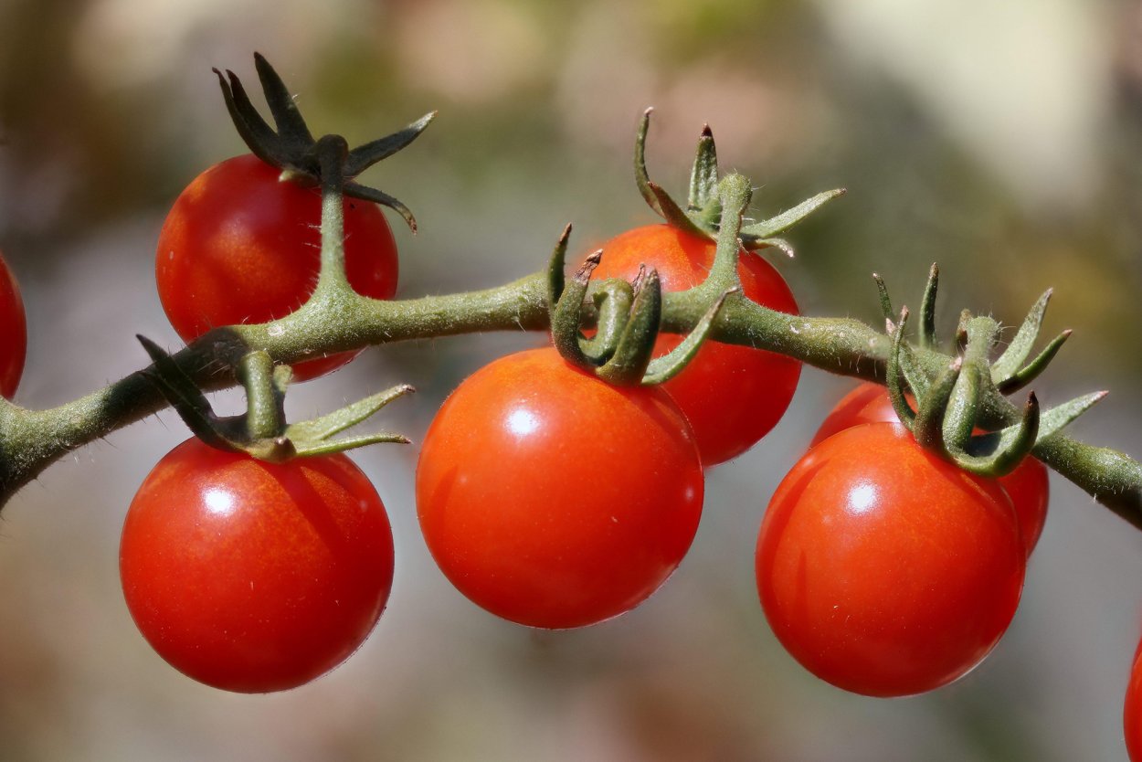 Паслен сладко-Горький формула цветка