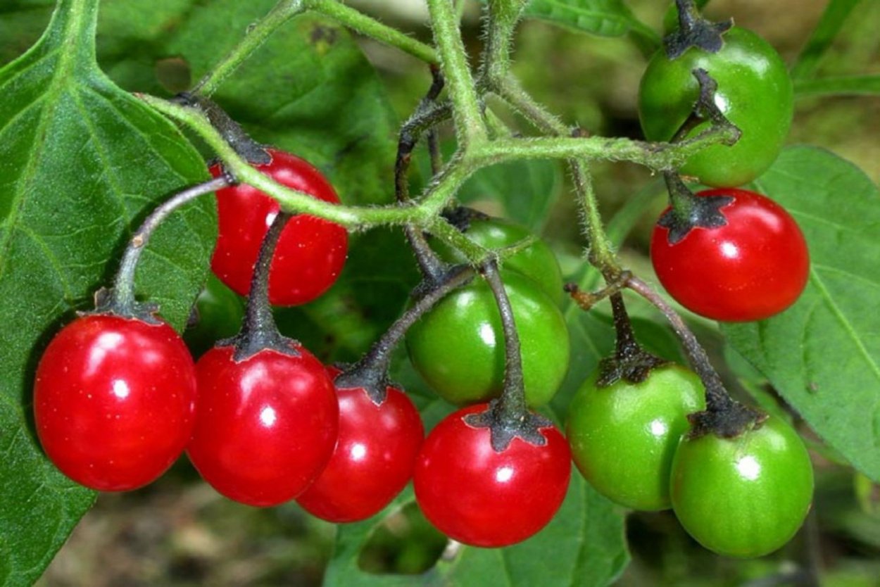 Диаграмма цветка Solanum tuberosum