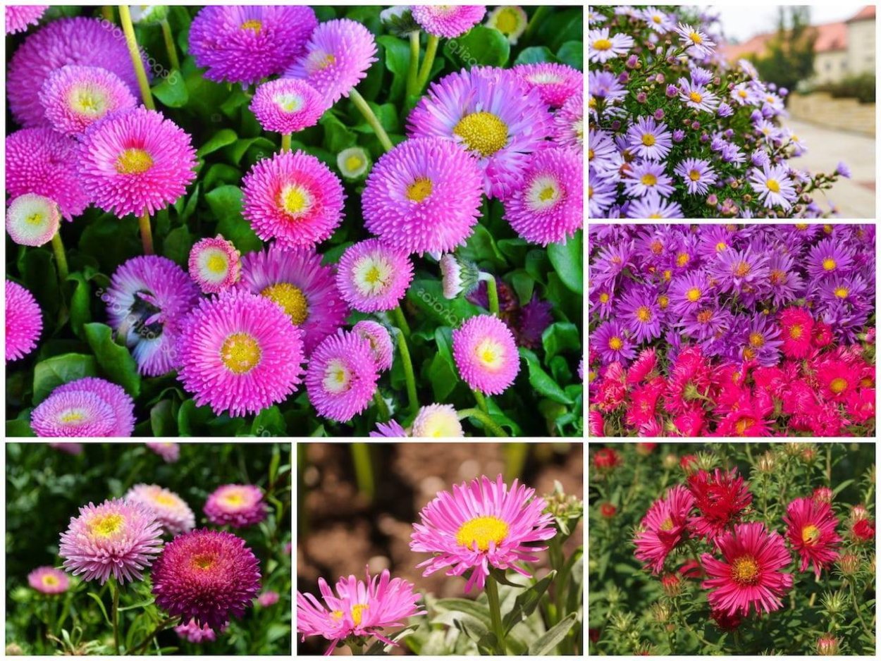 Флоксы мультифлора