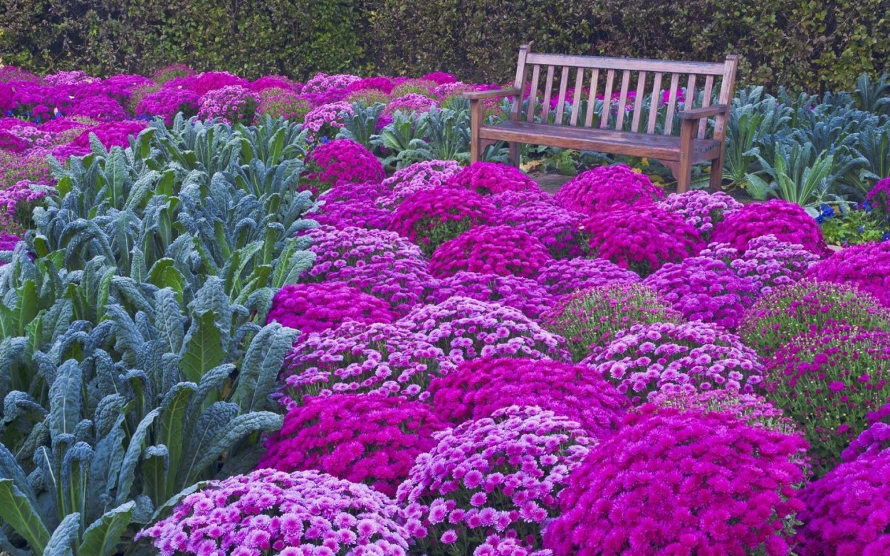 Кампанула Блауранка