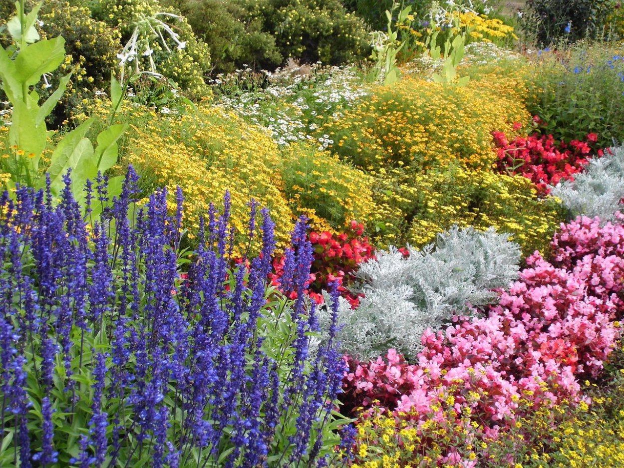 Монарда цветок многолетники