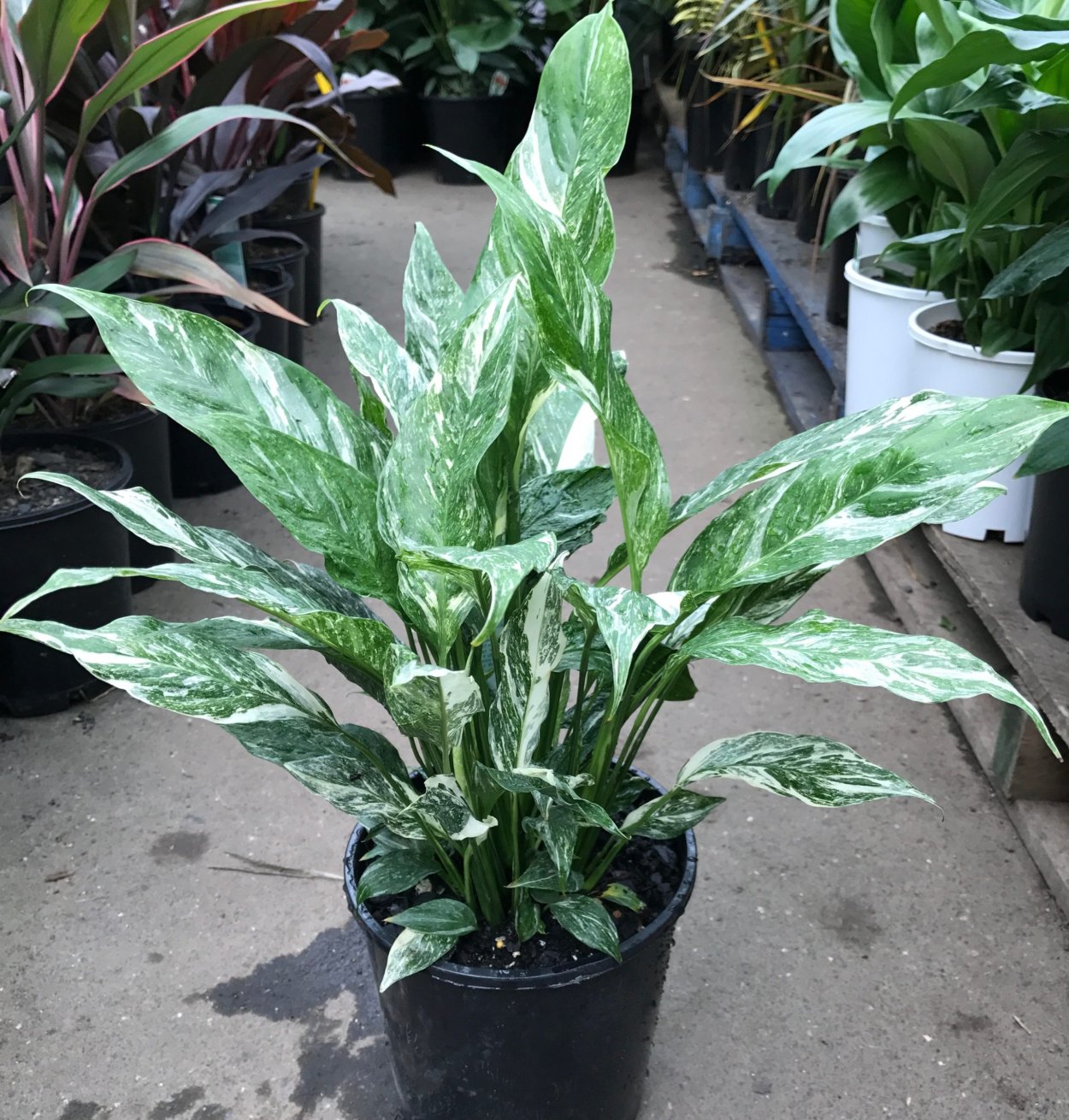 Спатифиллум Домино