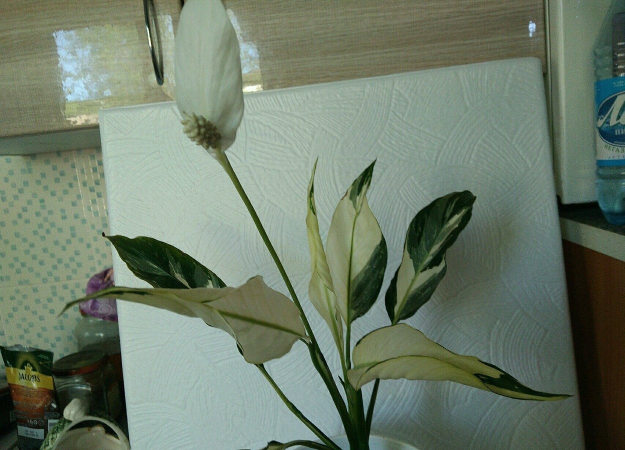 Спатифиллум Альба