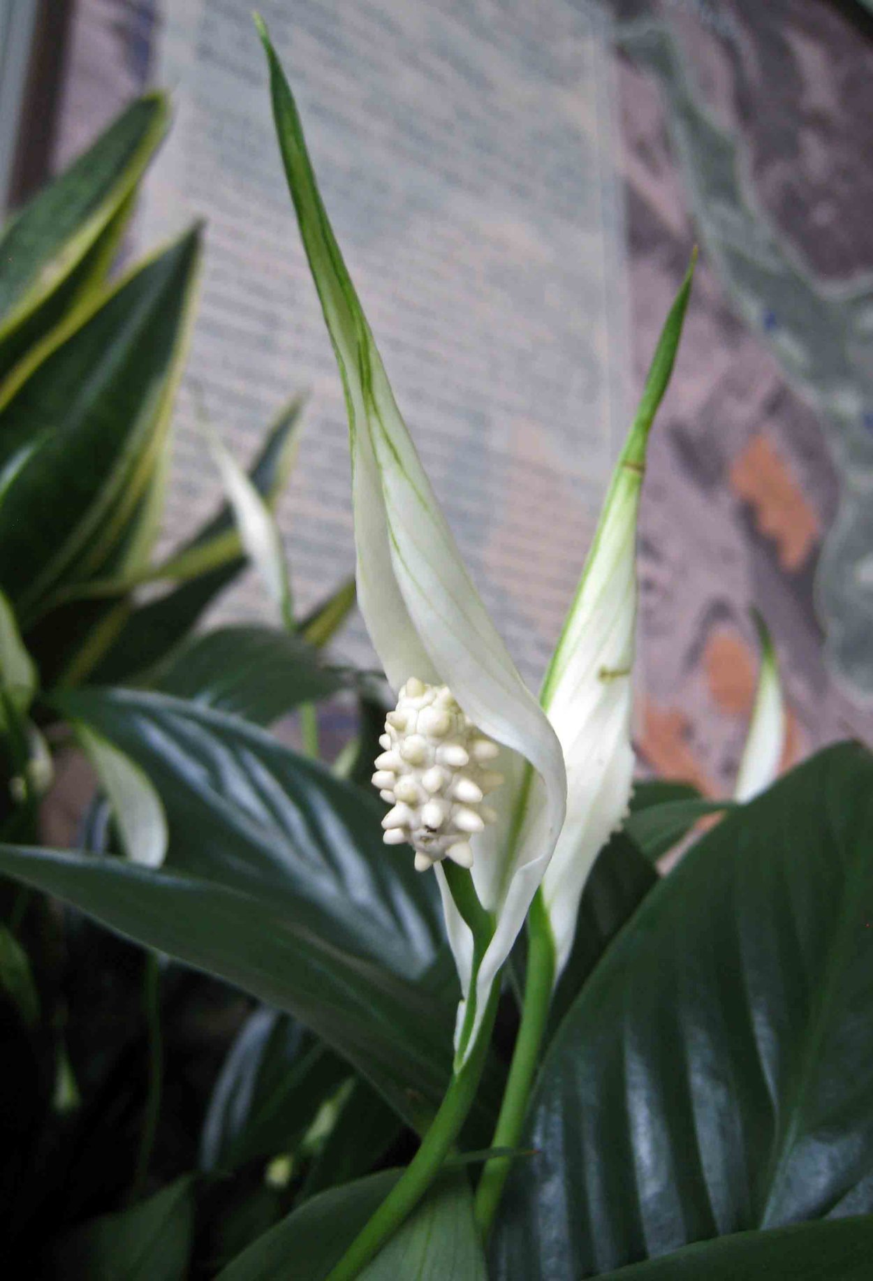 Спатифиллум Мун шадоу