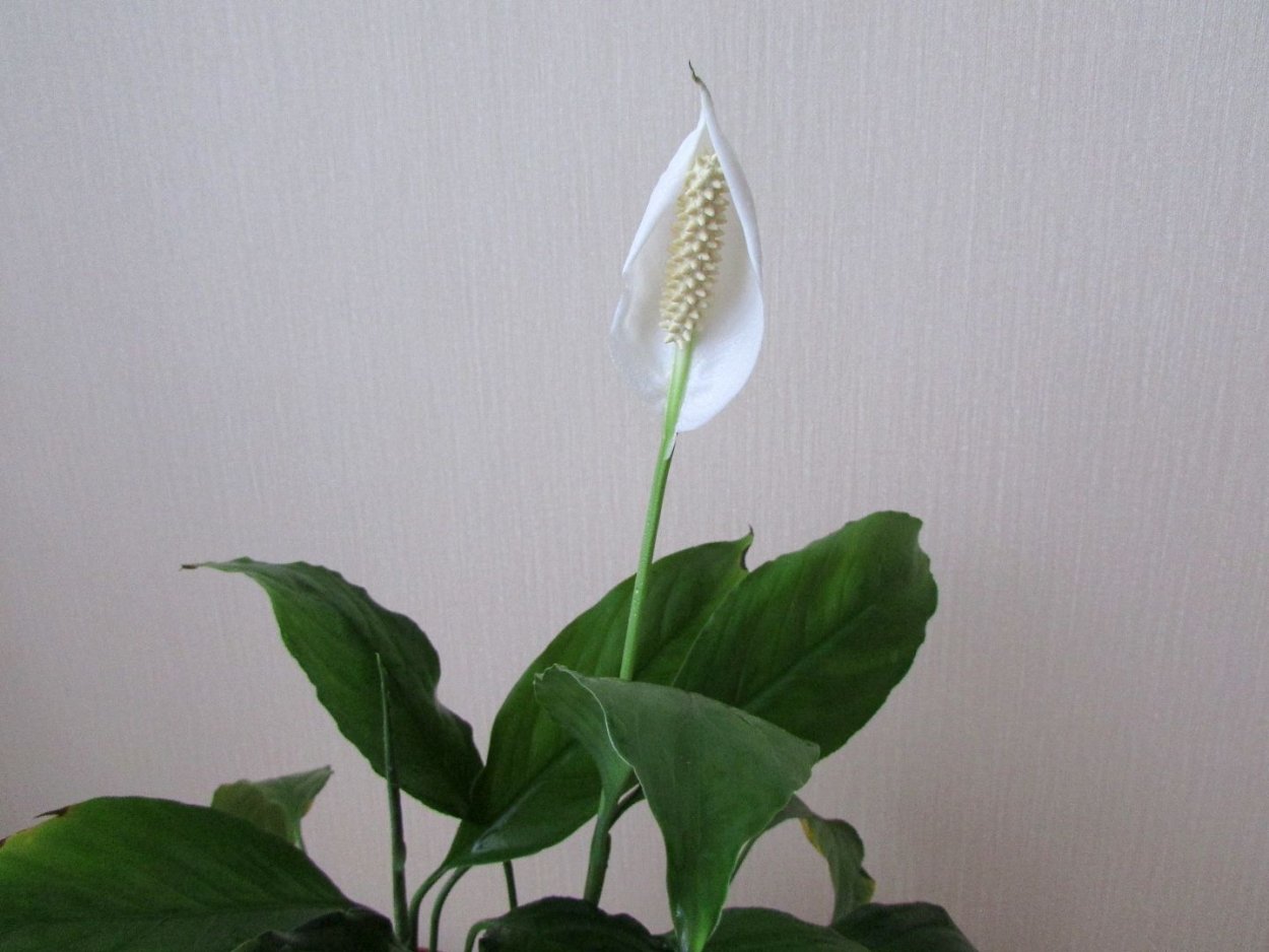 Спатифиллум альбинос