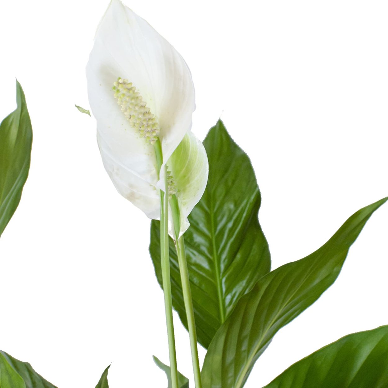 Спатифиллум Джемини Вариегата