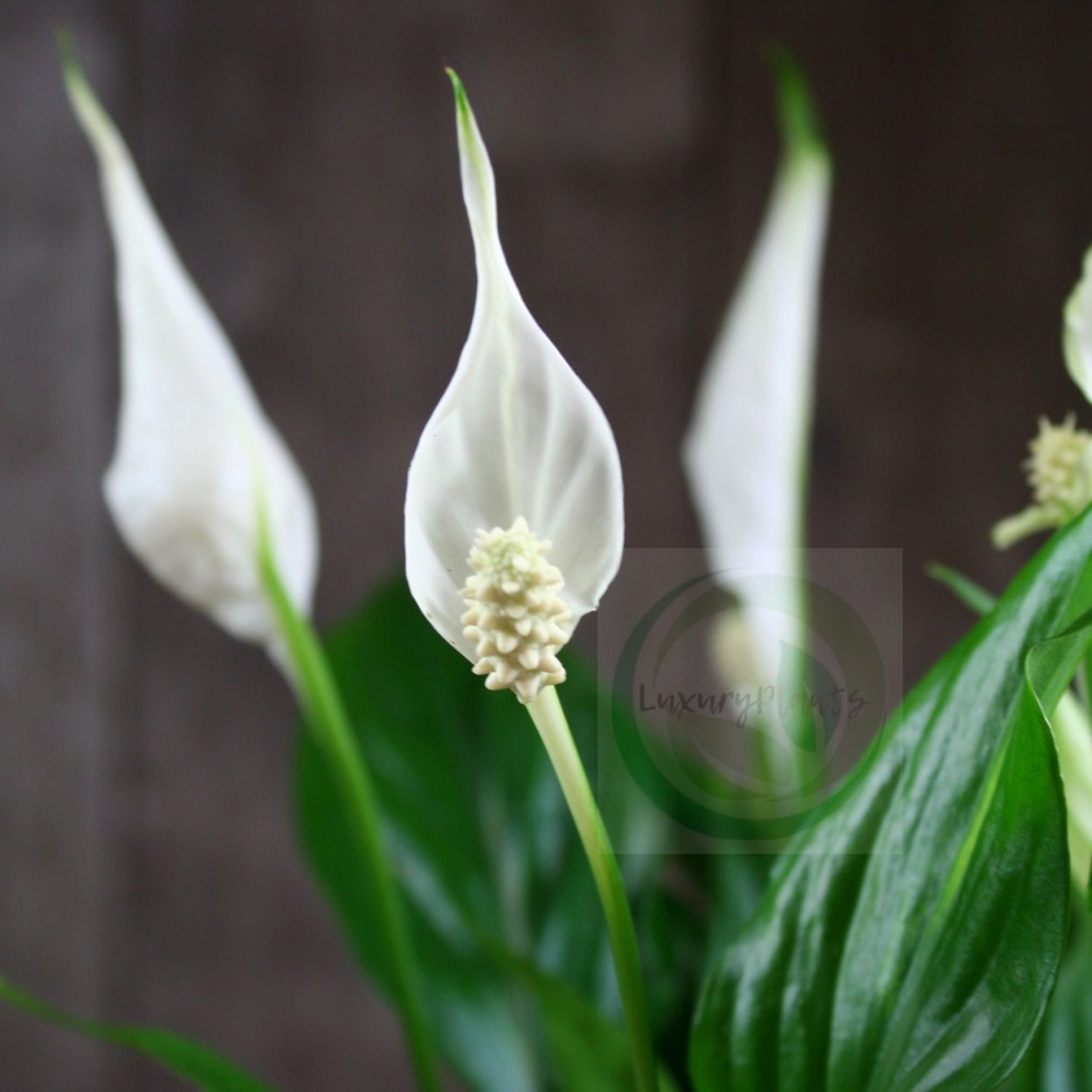 Спатифиллум искусственный купить