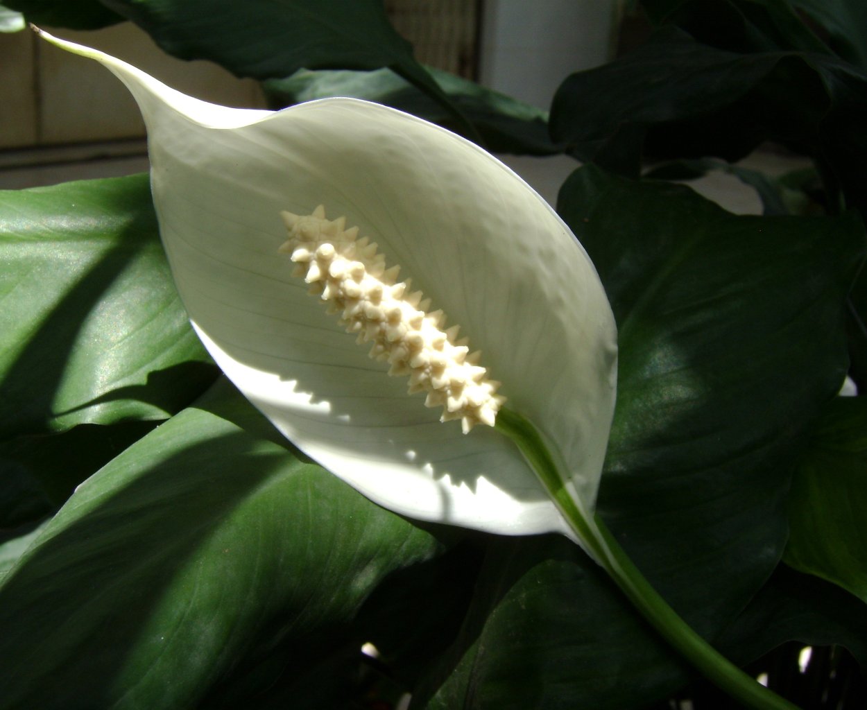 Спатифиллум Кавалли