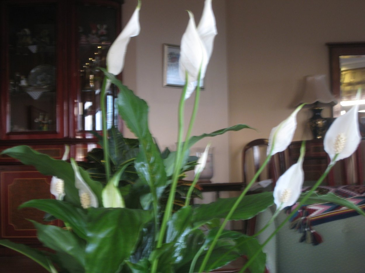 Спатифиллум синий