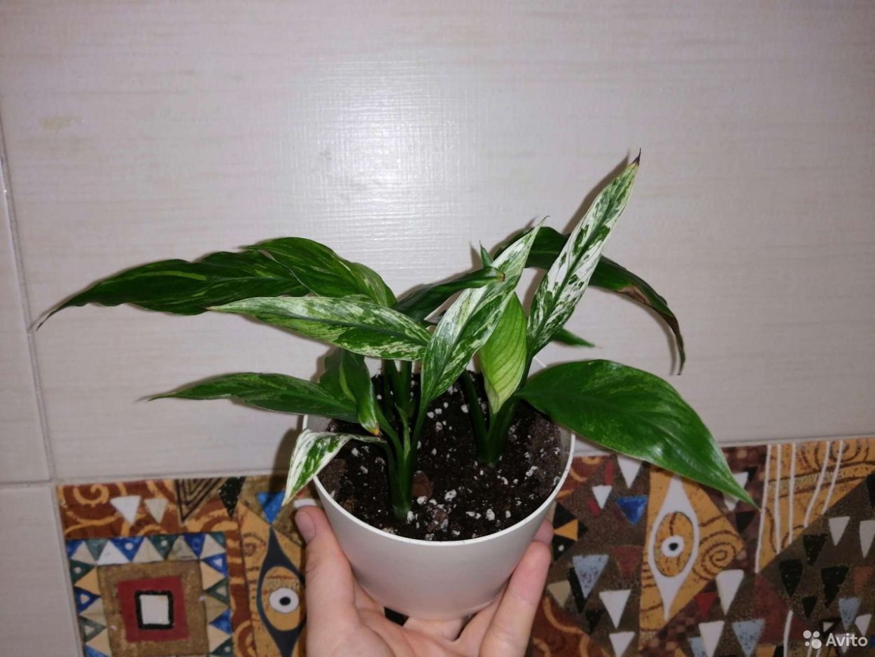 Спатифиллум Альфетта