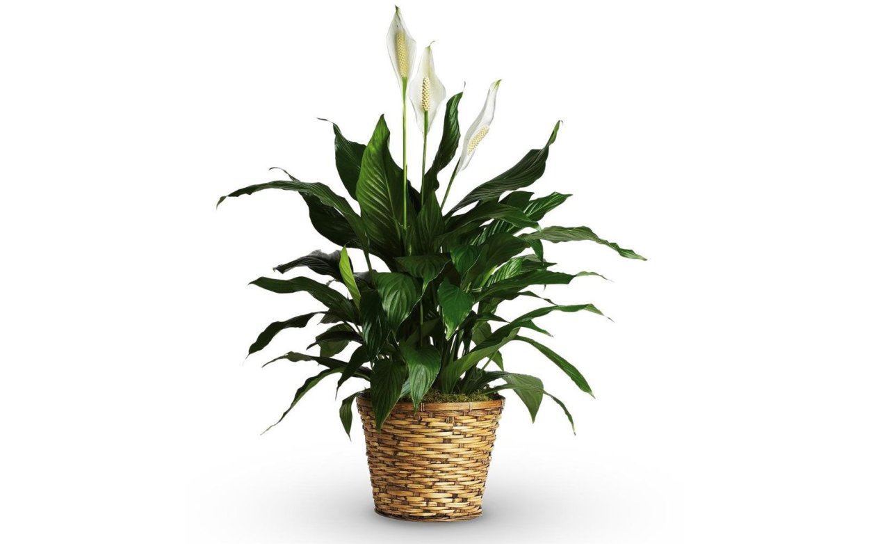 Спатифиллум соцветие