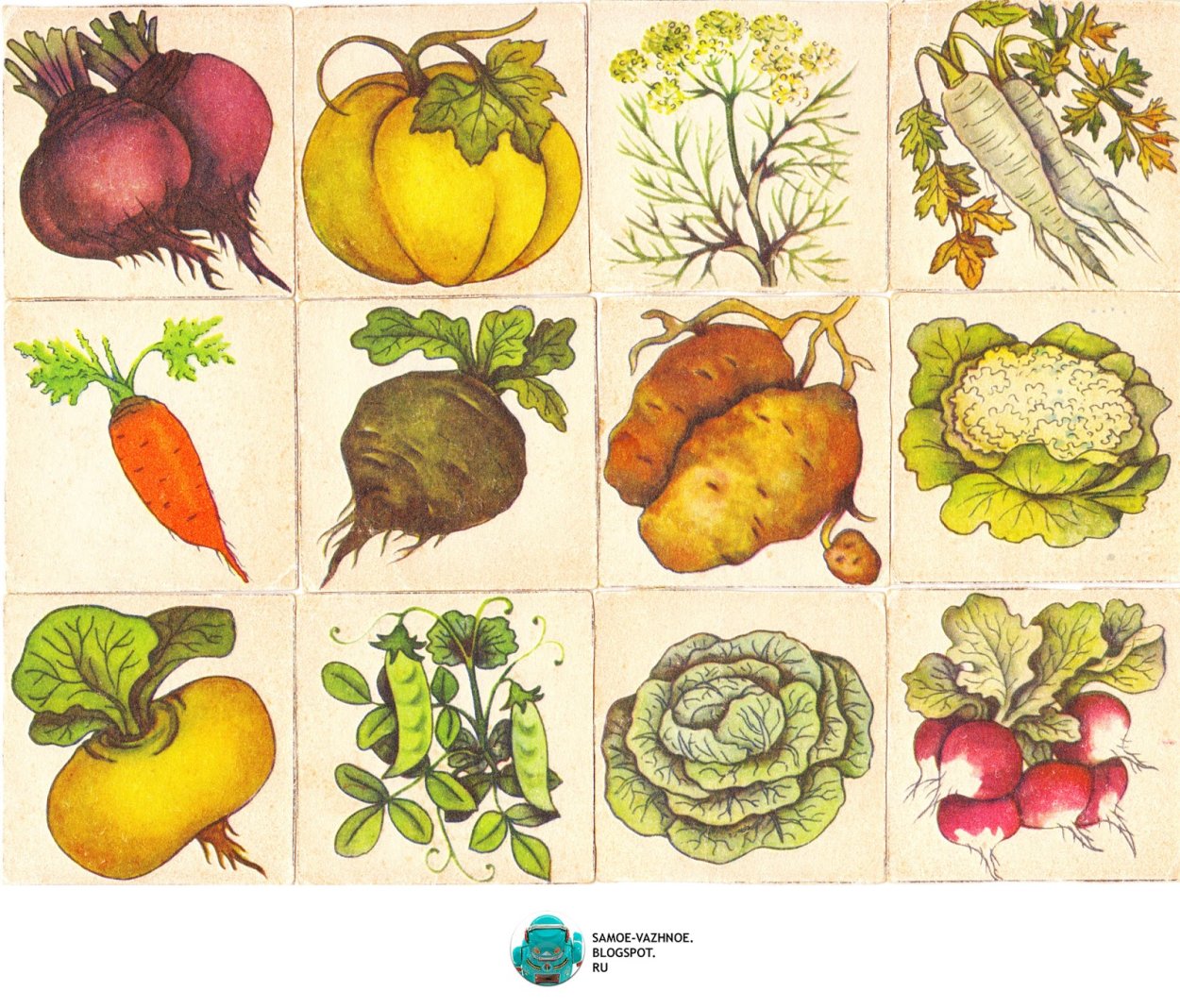 Редис и редька корнеплоды