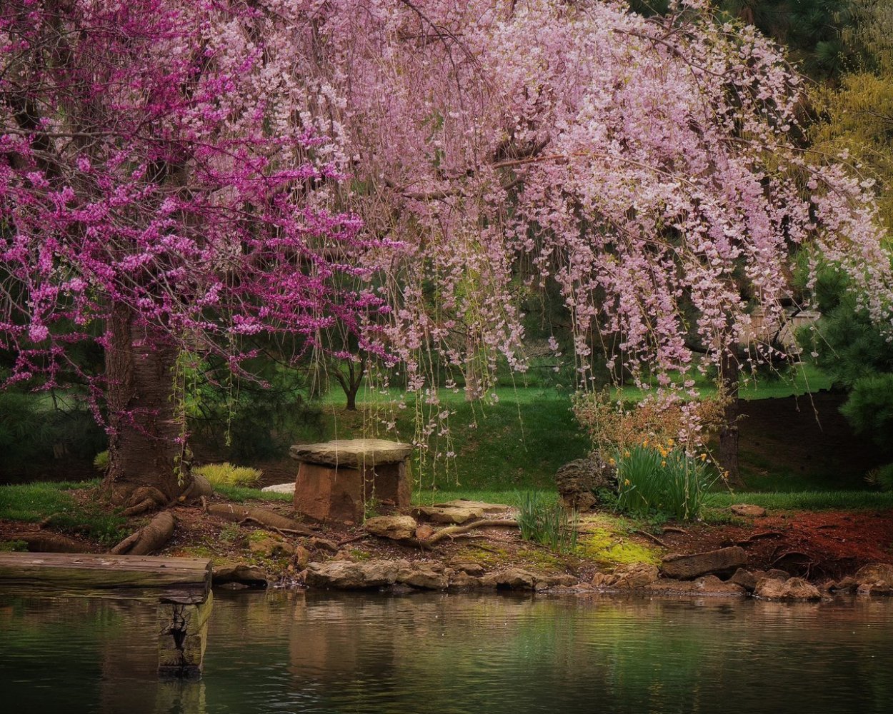 Японский парк Сакуры