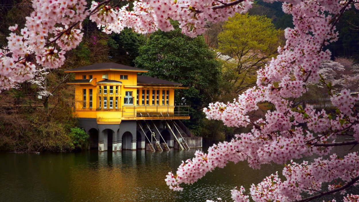 Сакура дерево с домом