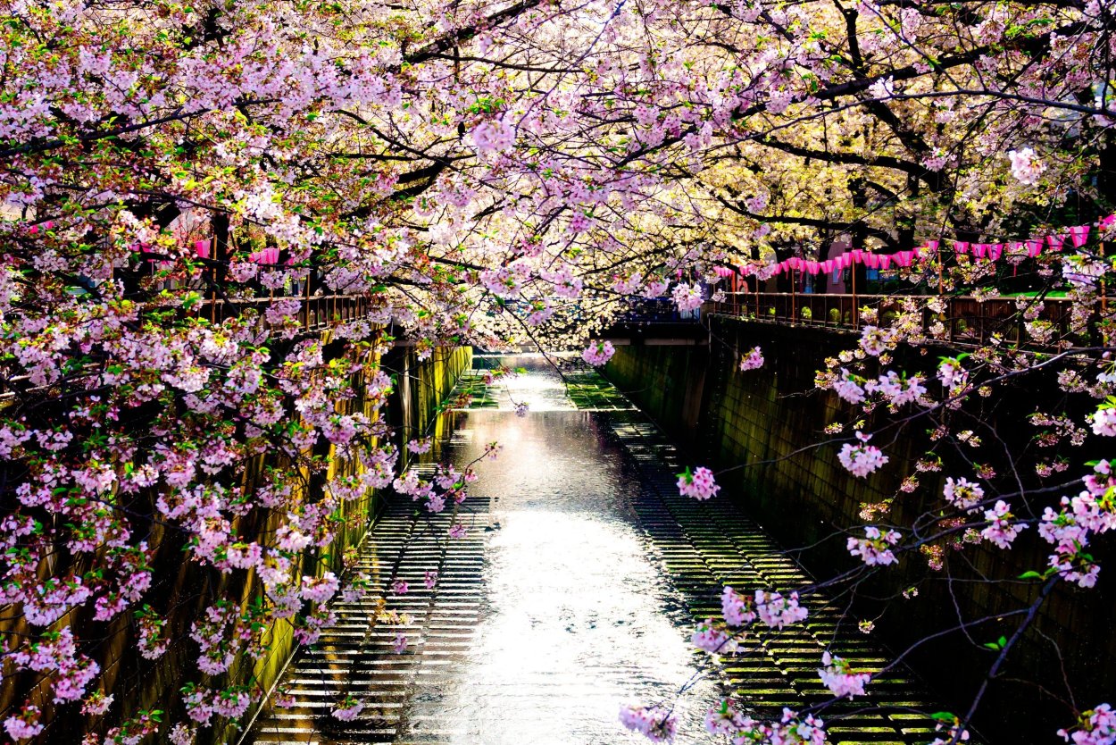 Цветение Сакуры в Японии сады