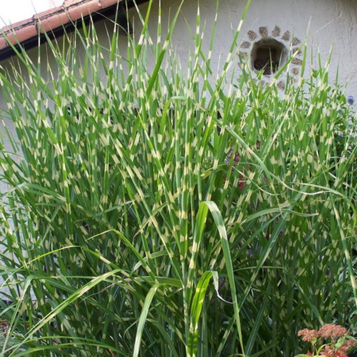 Мискантус зебрина