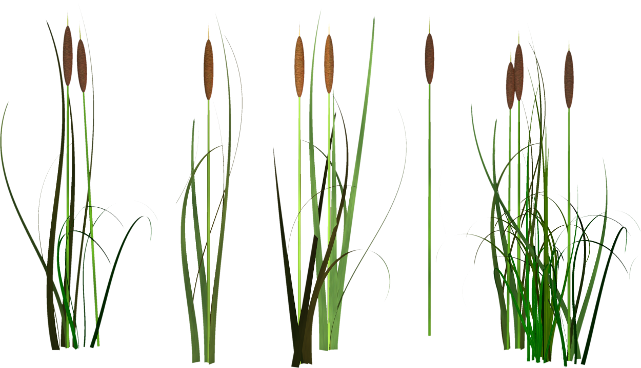 Кортадерия Cortaderia selloana pumila