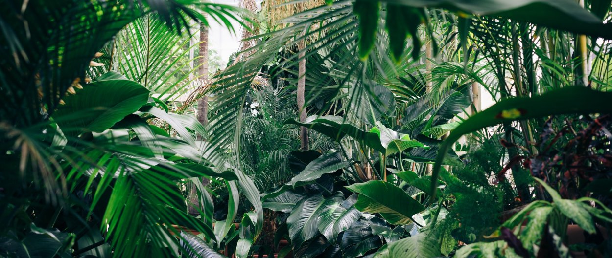 Тропические растения рамка