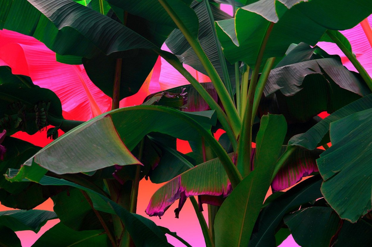 Катанау тропики