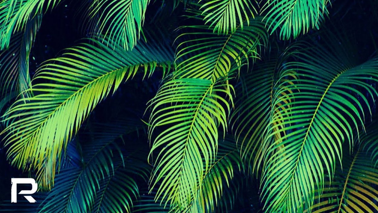 Тропические пальмовые листья