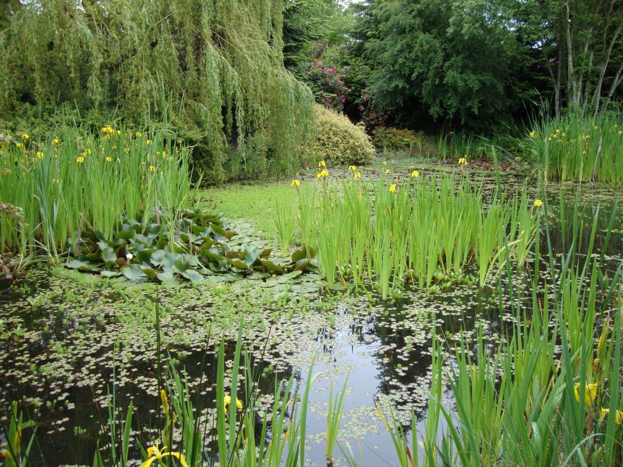 Прибрежно-водная растительность