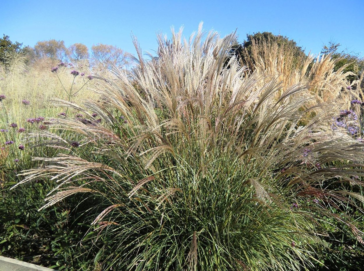 Трава на прозрачном фоне