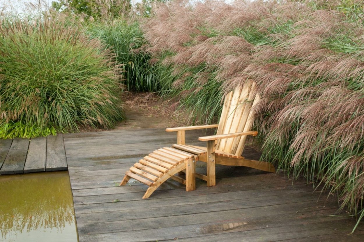 Мискантус у водоема