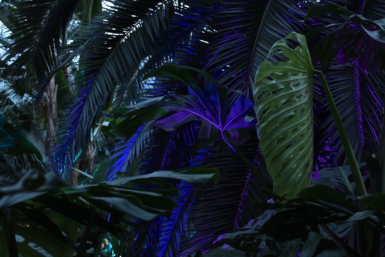 Листья лианы тропики