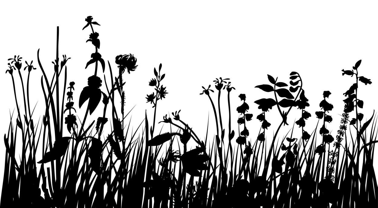 Мискантус Литтл Киттен