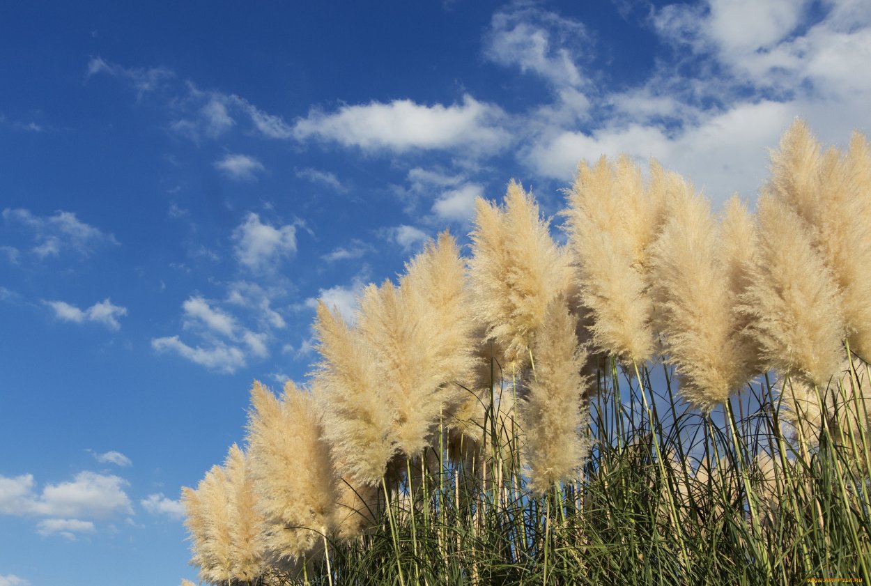 Трава с пушистыми метелками