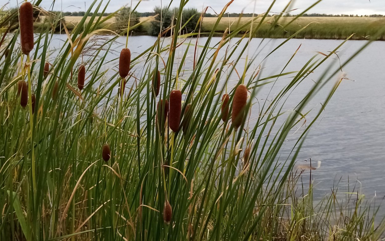 Сетария Лисий хвост