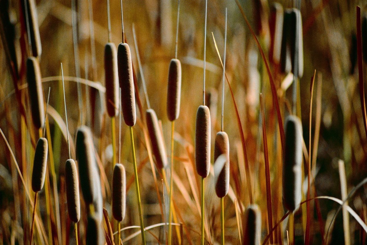 Камыш осенью