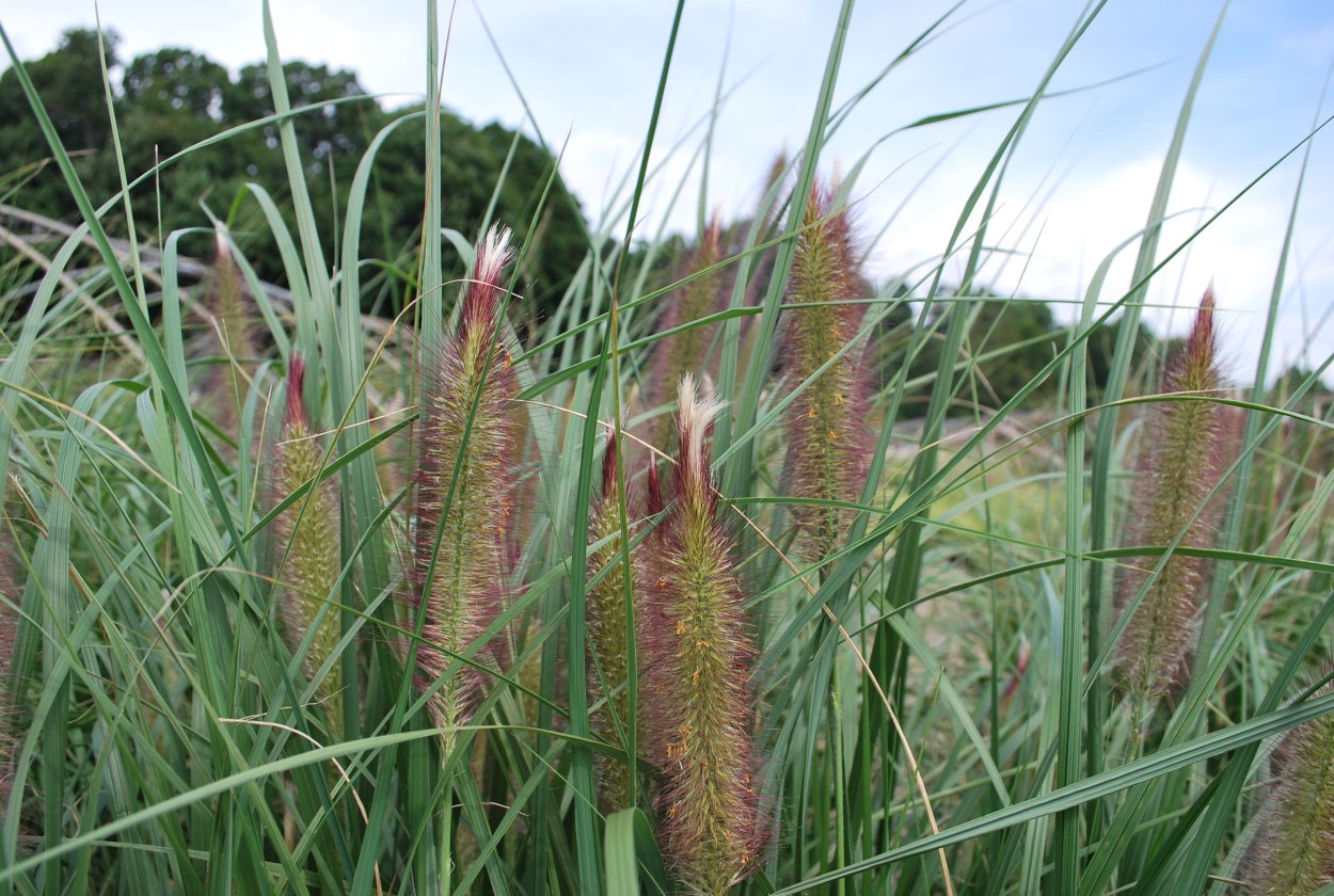 Камыш Озёрный цветёт