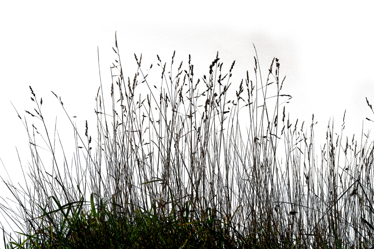 Камыши для печати
